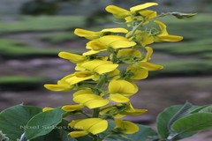 Crotalaria semperflorens